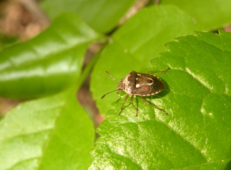 Stagonomus bipunctatus ?